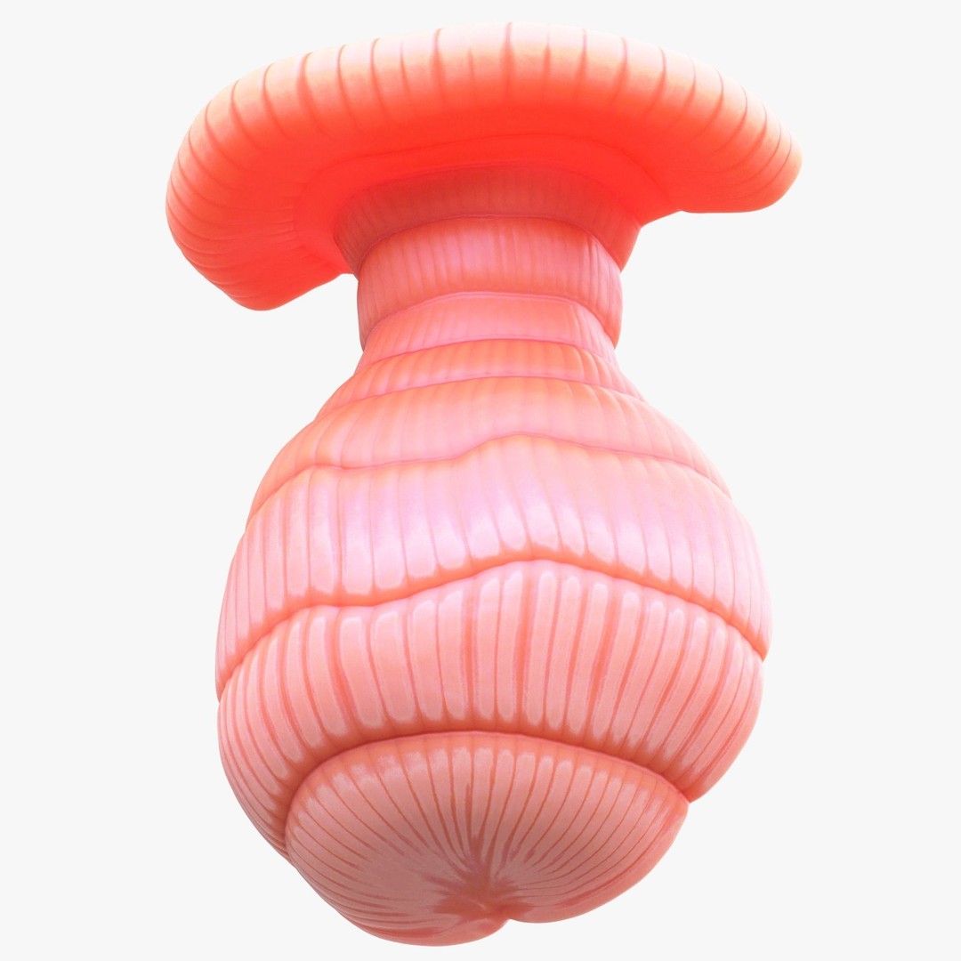 Exocrine Gland 3D Model – High Poly Anatomy Asset, FBX, OBJ - View 8