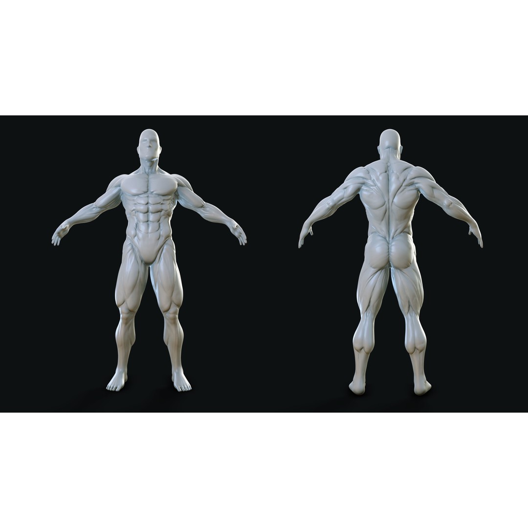 Muscular Man 3D Model – High Poly Anatomical Base Mesh, ZTL, OBJ