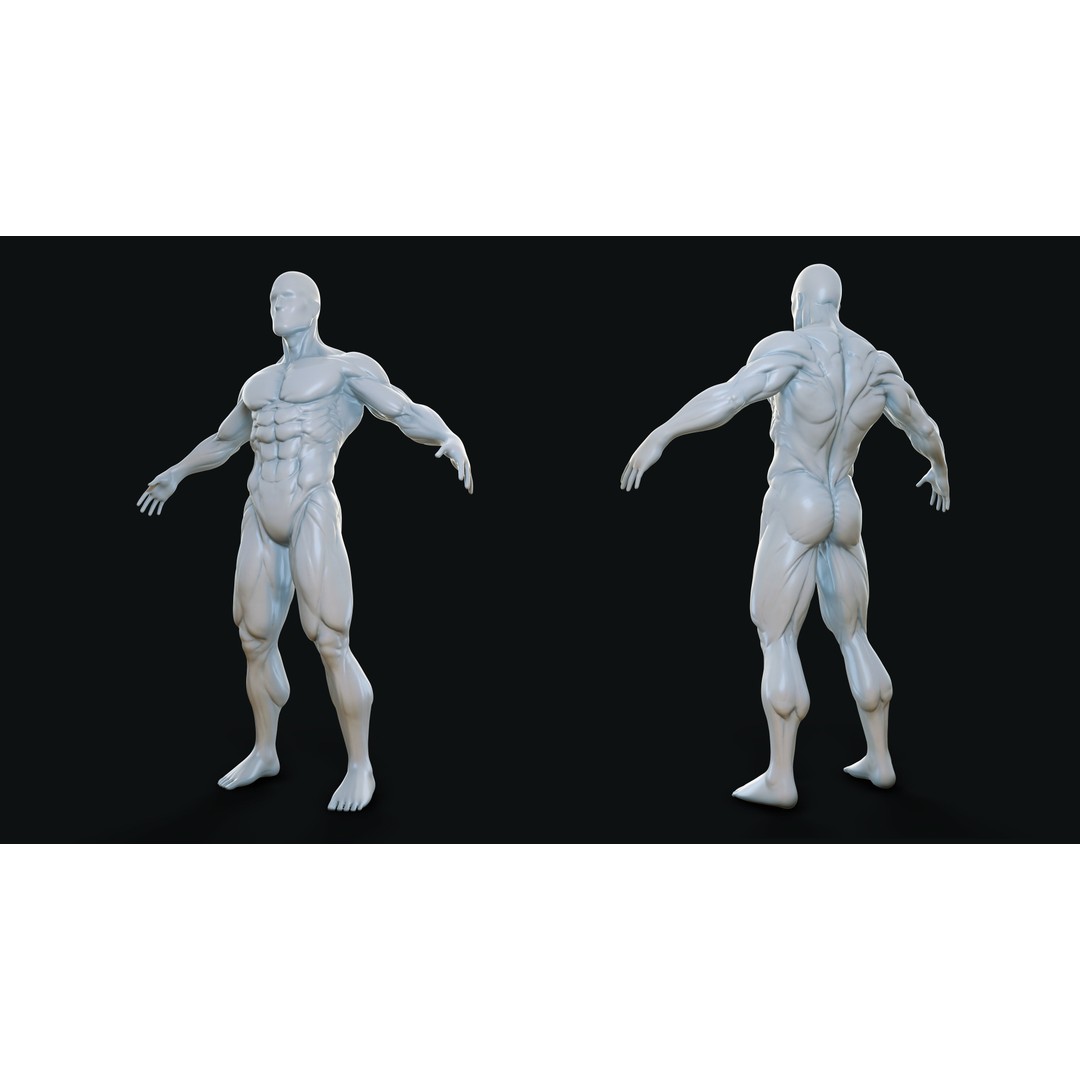 Muscular Man 3D Model – High Poly Anatomical Base Mesh, ZTL, OBJ - View 3