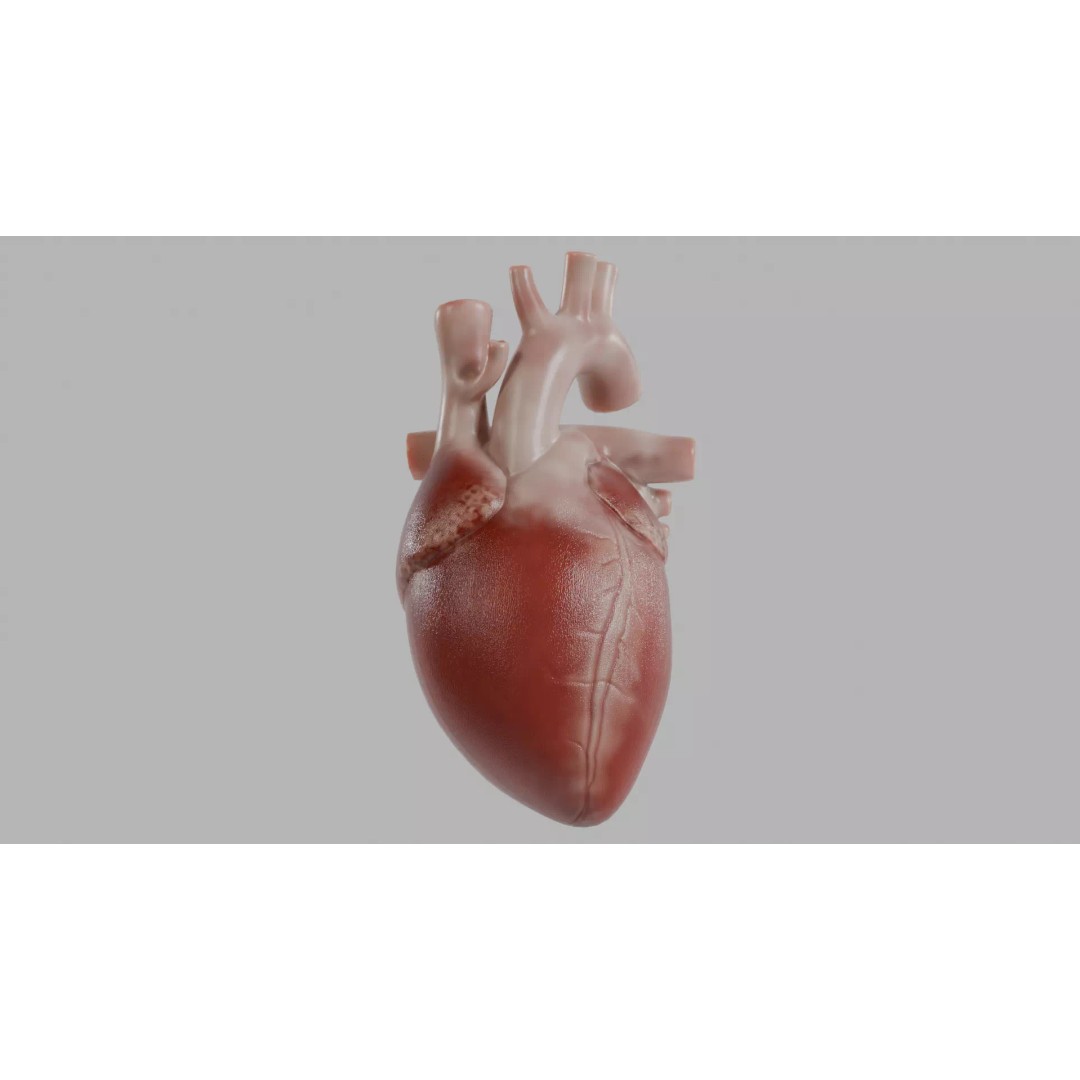 Human Heart 3D Model – Low Poly Game Asset, PBR, FBX, OBJ - View 2