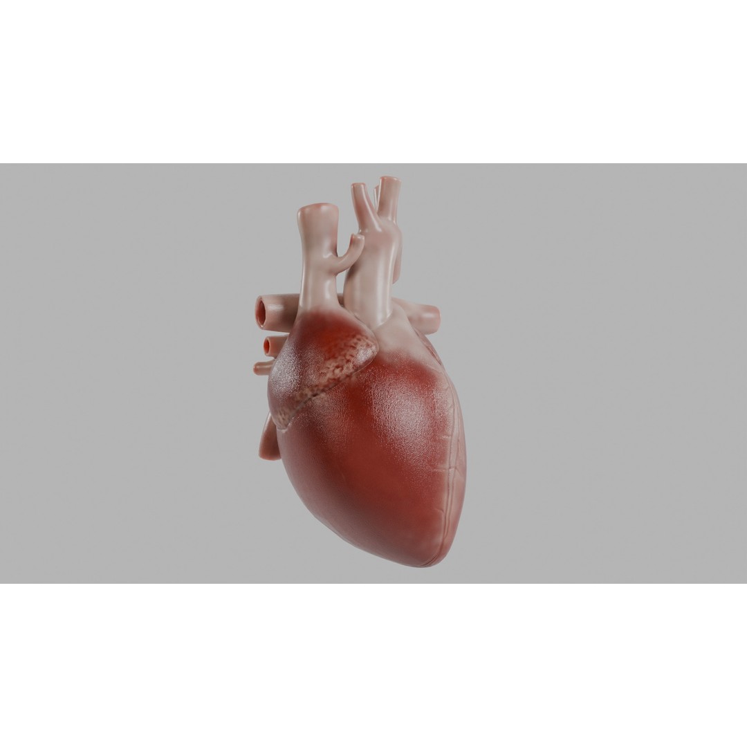 Human Heart 3D Model – Low Poly Game Asset, PBR, FBX, OBJ - View 3