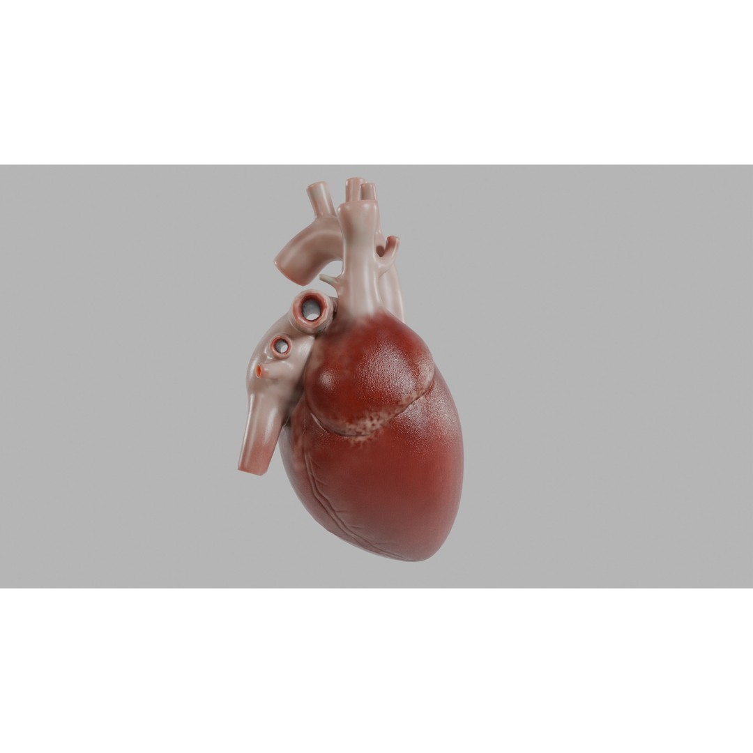 Human Heart 3D Model – Low Poly Game Asset, PBR, FBX, OBJ - View 4
