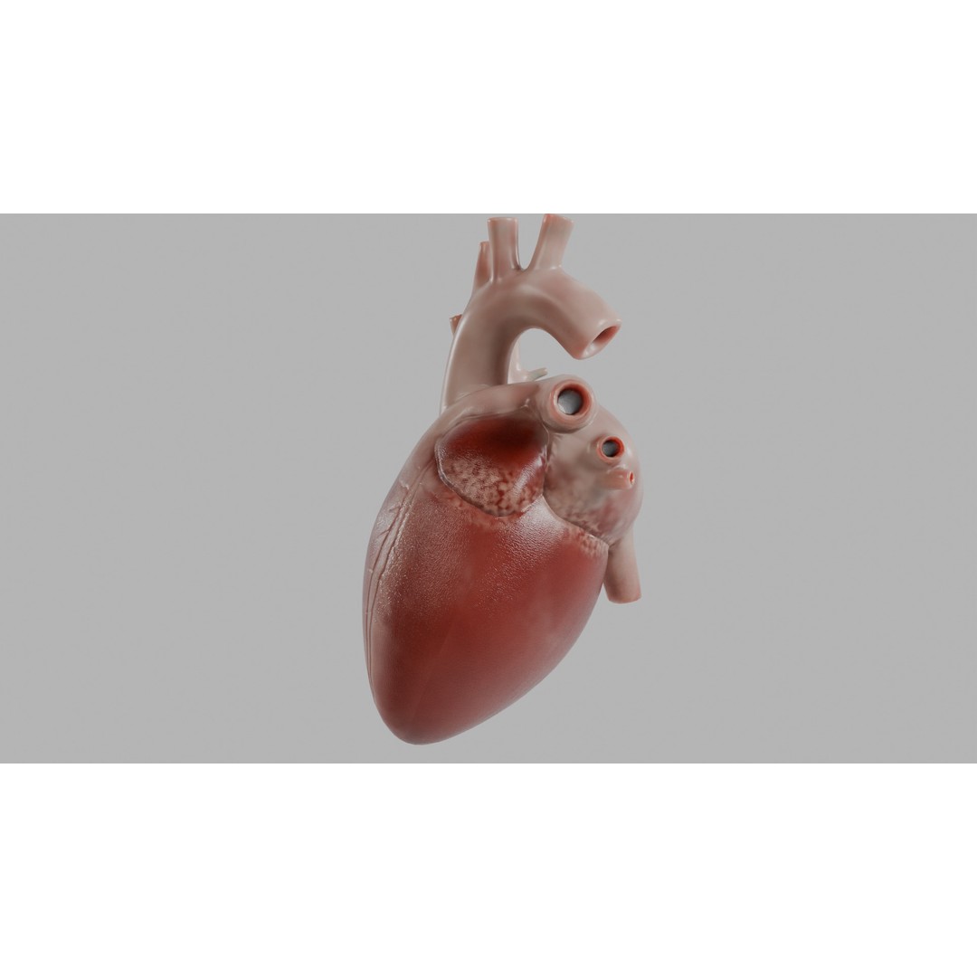 Human Heart 3D Model – Low Poly Game Asset, PBR, FBX, OBJ - View 5