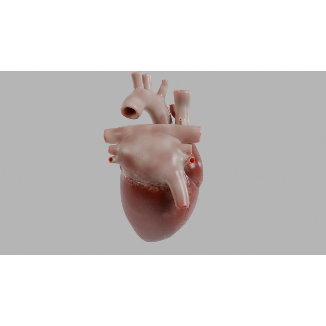 Human Heart 3D Model – Low Poly Game Asset, PBR, FBX, OBJ - View 6