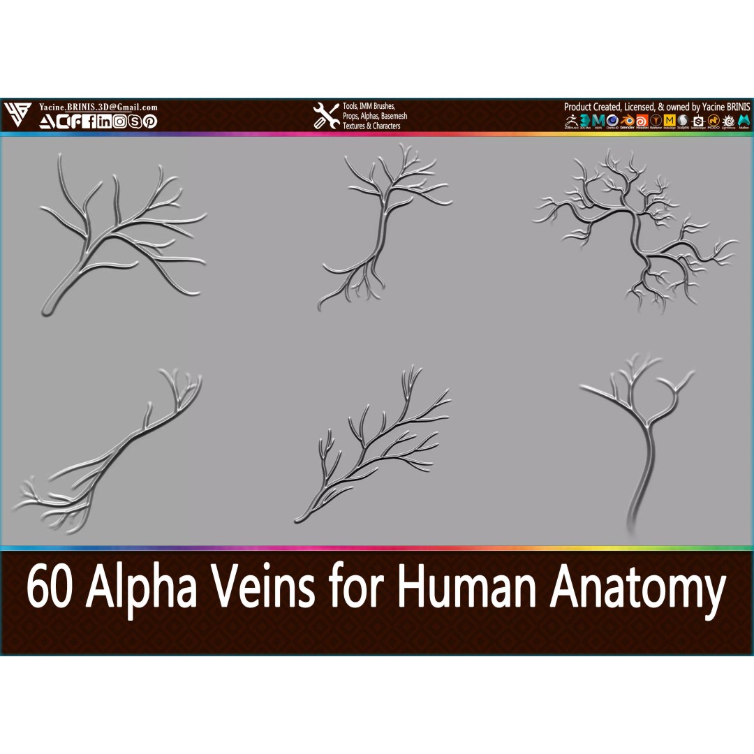 Human Anatomy Veins 3D Model – Low Poly Alpha Textures, JPEG - View 2