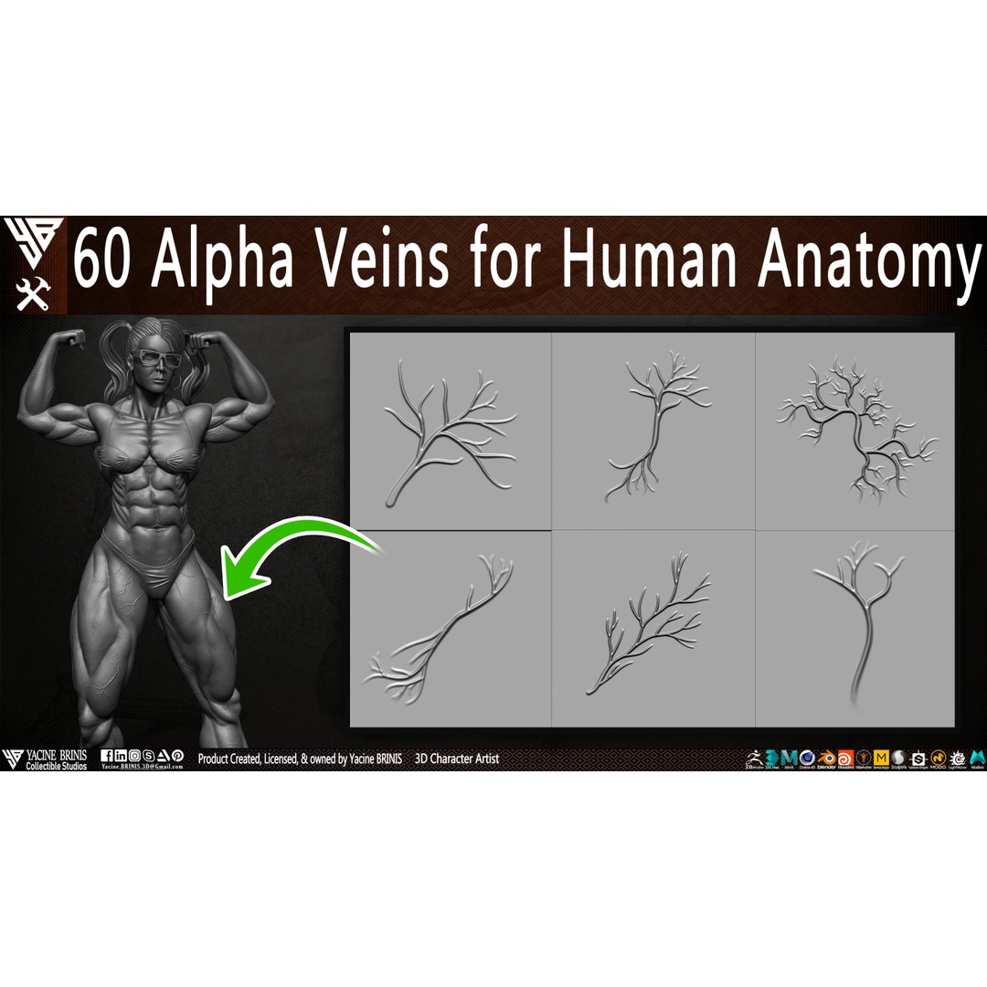 Human Anatomy Veins 3D Model – Low Poly Alpha Textures, JPEG - View 3