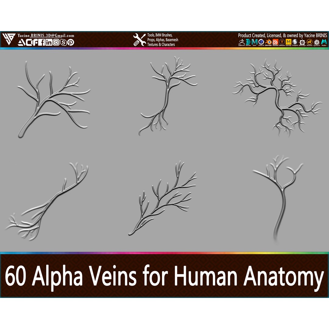 Human Anatomy Veins 3D Model – Low Poly Alpha Textures, JPEG - View 4