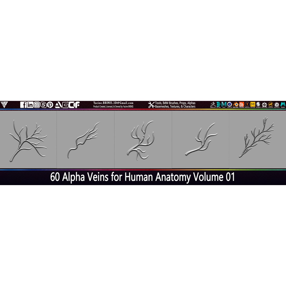 Human Anatomy Veins 3D Model – Low Poly Alpha Textures, JPEG - View 5