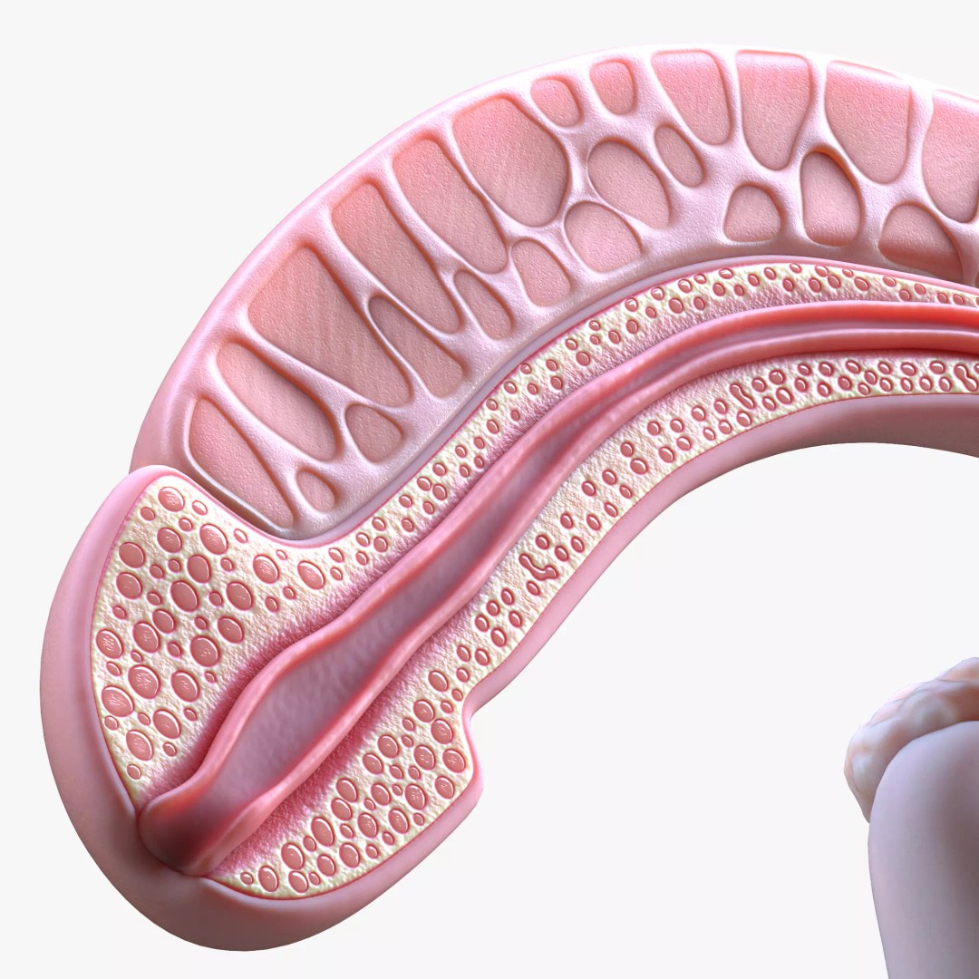 Male Reproductive System 3D Model – High Poly Anatomical Asset, FBX