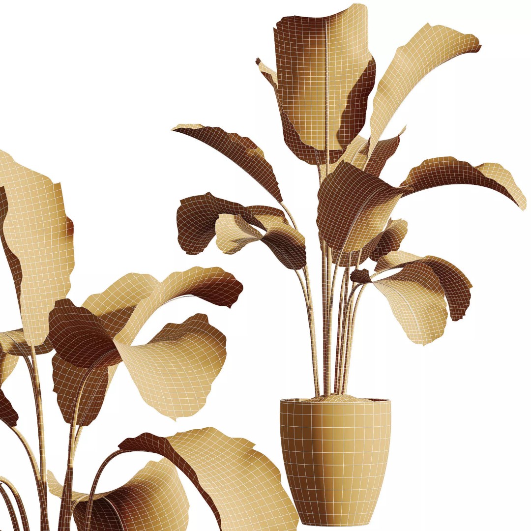 Indoor Plants 3D Model – Elegant Ficus, Olive & Calathea Set, FBX - View 12