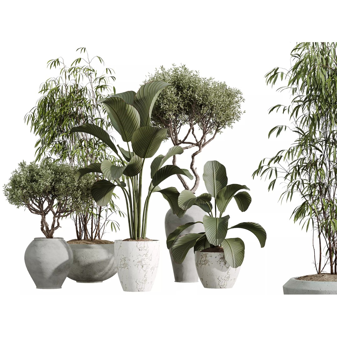 Indoor Plants 3D Model – Elegant Ficus, Olive & Calathea Set, FBX - View 2