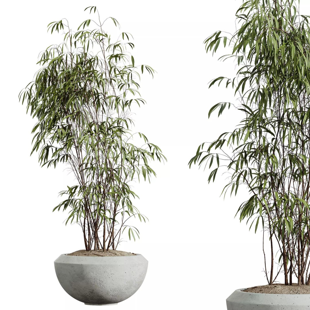 Indoor Plants 3D Model – Elegant Ficus, Olive & Calathea Set, FBX - View 3