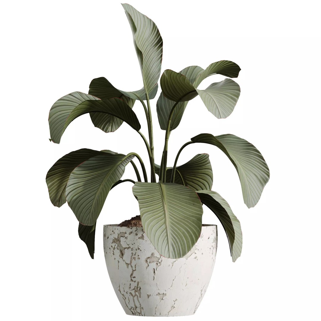 Indoor Plants 3D Model – Elegant Ficus, Olive & Calathea Set, FBX - View 4