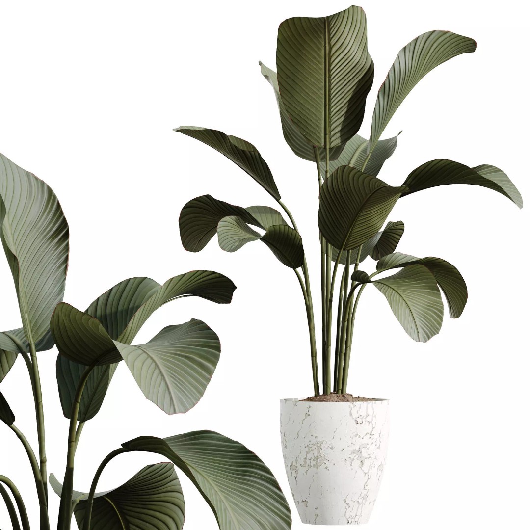 Indoor Plants 3D Model – Elegant Ficus, Olive & Calathea Set, FBX - View 5