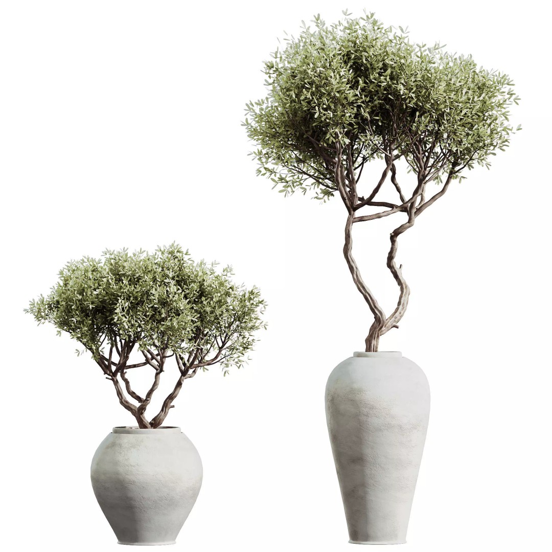 Indoor Plants 3D Model – Elegant Ficus, Olive & Calathea Set, FBX - View 6