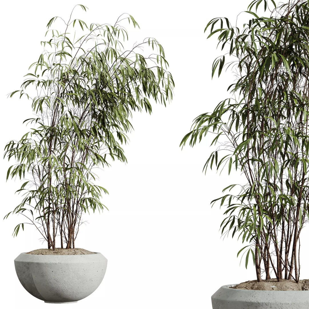Indoor Plants 3D Model – Elegant Ficus, Olive & Calathea Set, FBX - View 7