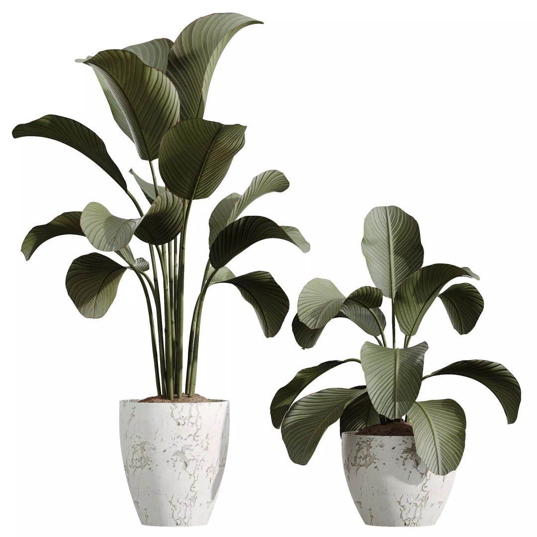Indoor Plants 3D Model – Elegant Ficus, Olive & Calathea Set, FBX - View 8