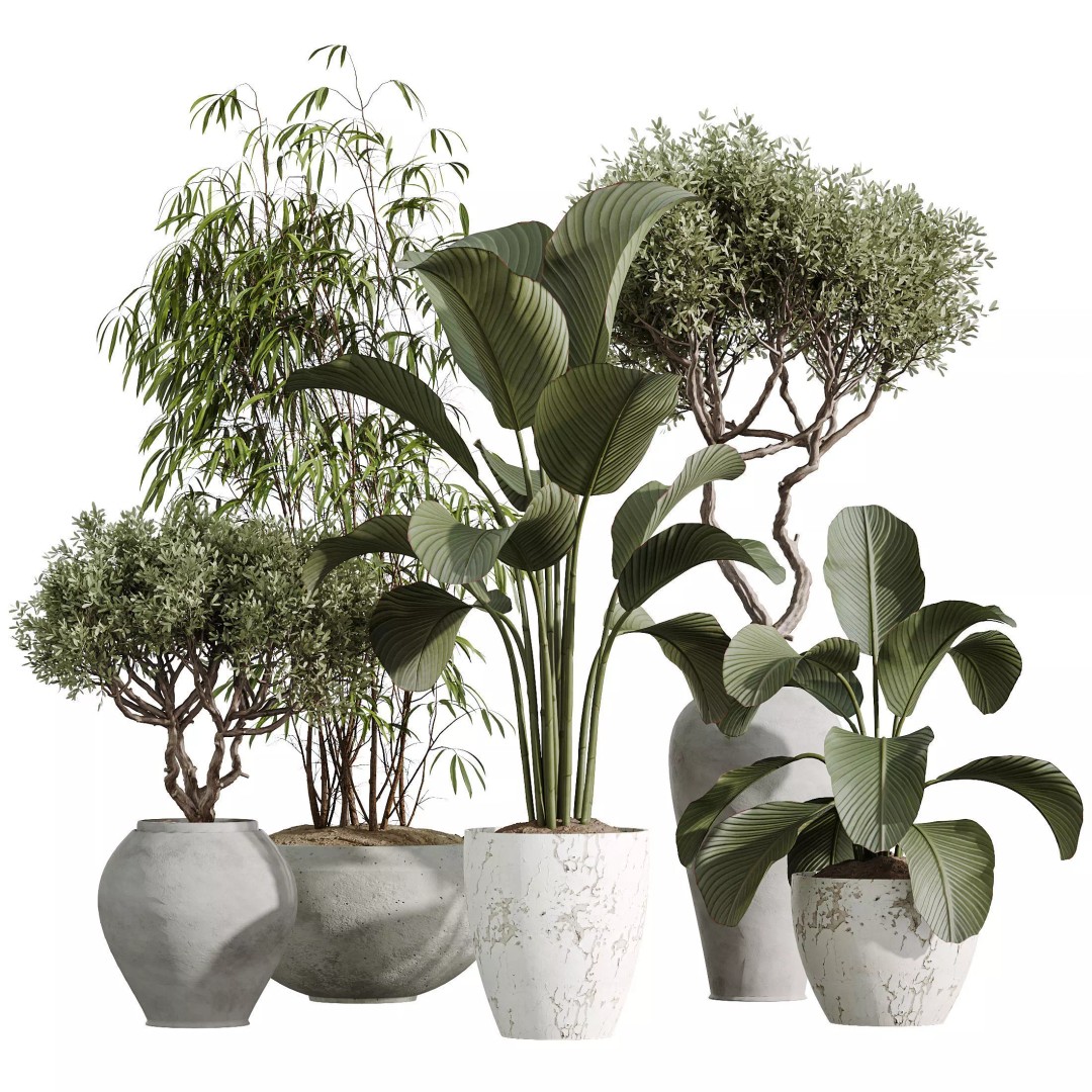 Indoor Plants 3D Model – Elegant Ficus, Olive & Calathea Set, FBX - View 9