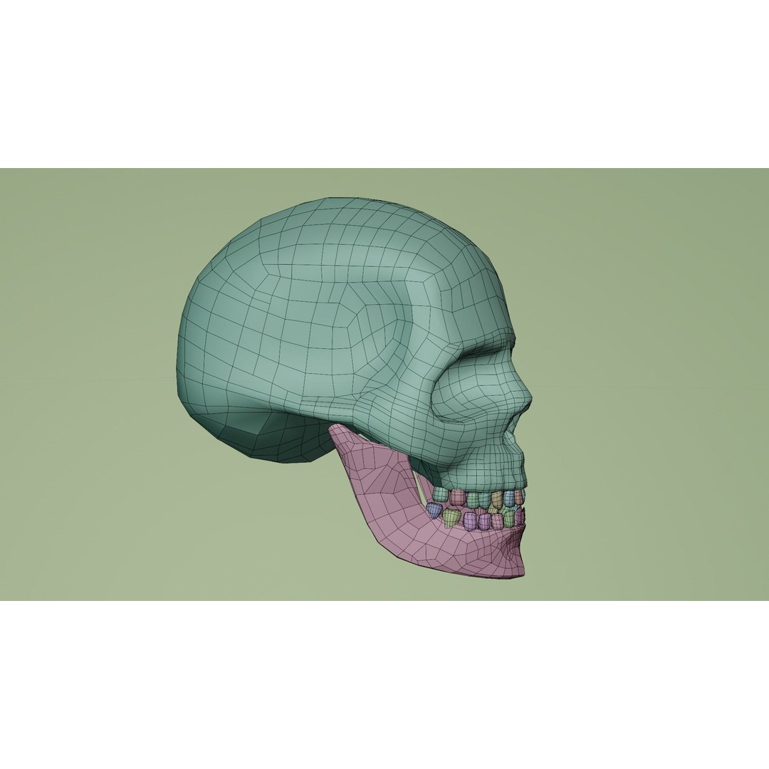 Human Skull 3D Model – Low Poly PBR Textured Asset, FBX, Blender