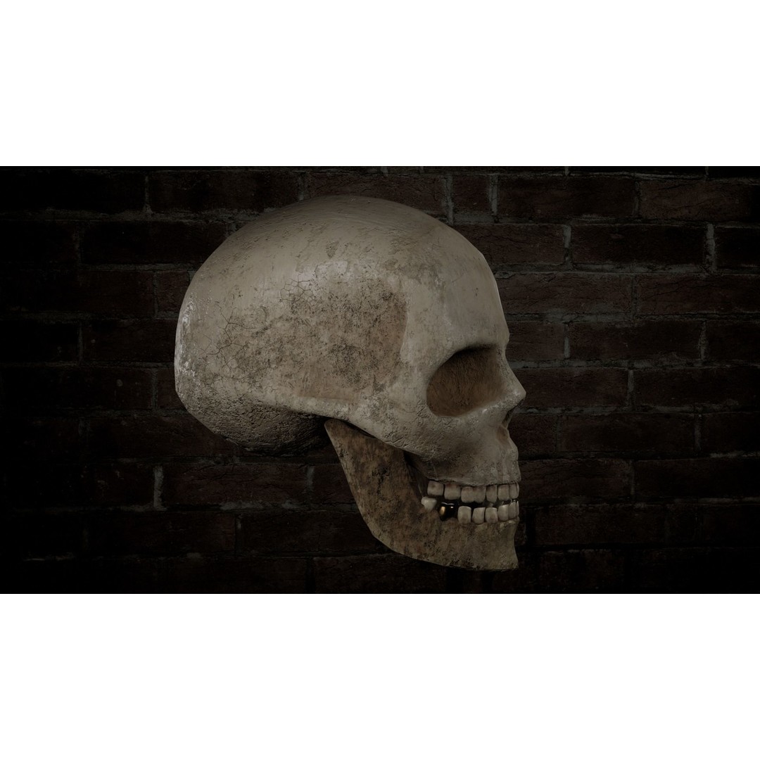Human Skull 3D Model – Low Poly PBR Textured Asset, FBX, Blender - View 12