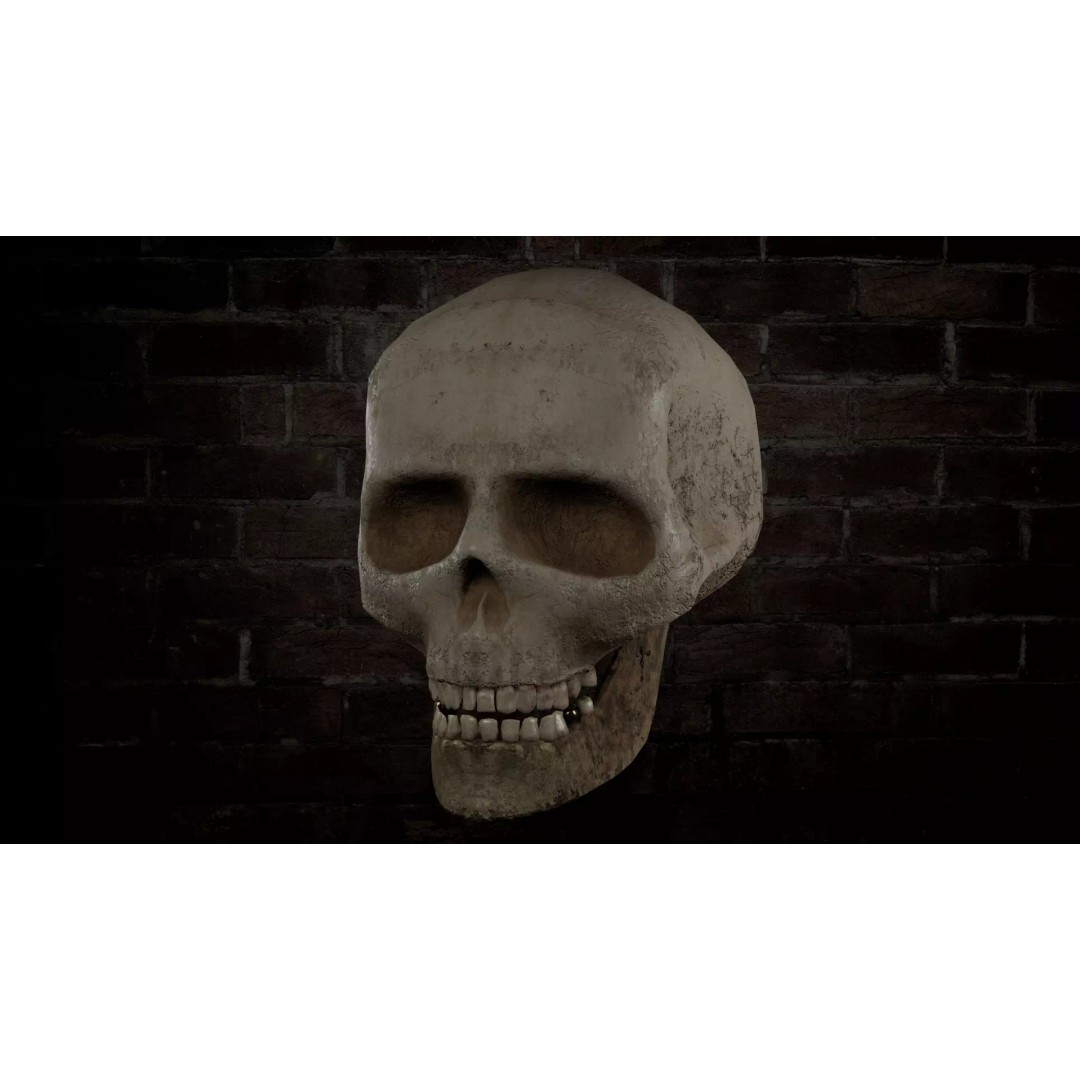 Human Skull 3D Model – Low Poly PBR Textured Asset, FBX, Blender - View 2