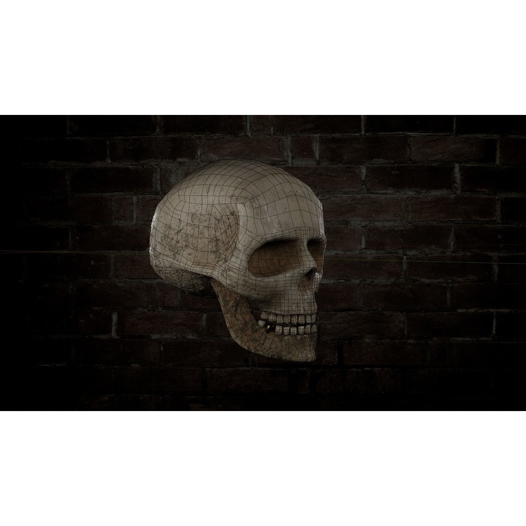 Human Skull 3D Model – Low Poly PBR Textured Asset, FBX, Blender - View 5