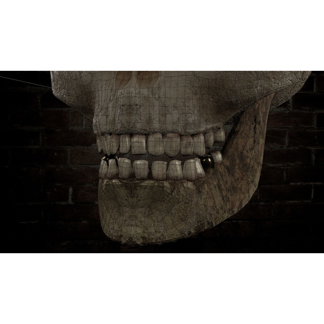 Human Skull 3D Model – Low Poly PBR Textured Asset, FBX, Blender - View 7