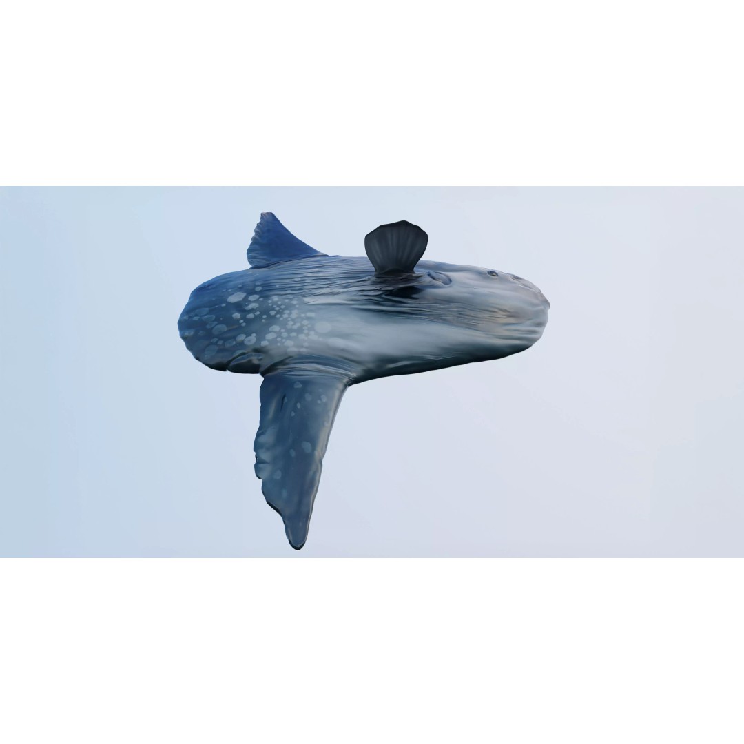 Ocean Sunfish 3D Model – Ultra-High Detail PBR Asset for VFX