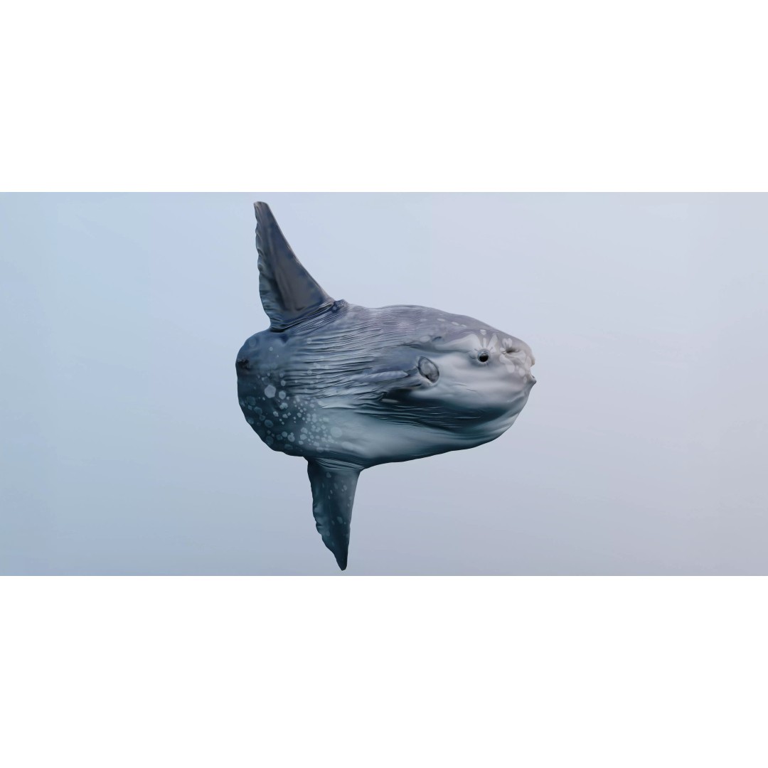 Ocean Sunfish 3D Model – Ultra-High Detail PBR Asset for VFX - View 2