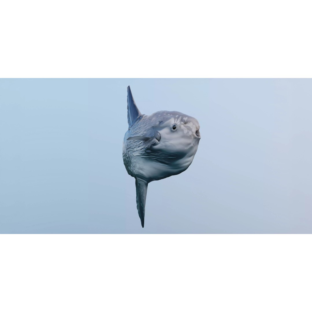 Ocean Sunfish 3D Model – Ultra-High Detail PBR Asset for VFX - View 3