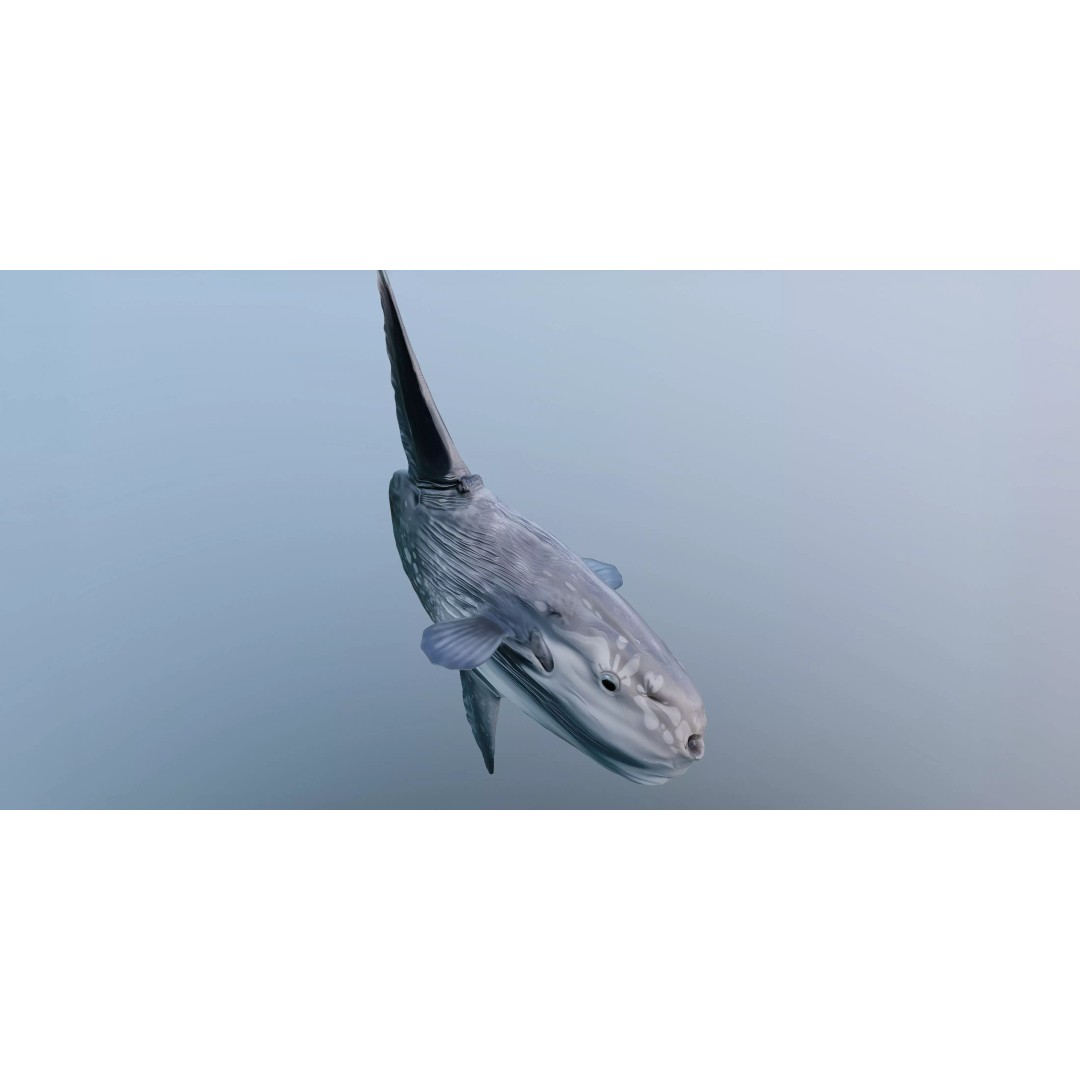 Ocean Sunfish 3D Model – Ultra-High Detail PBR Asset for VFX - View 4