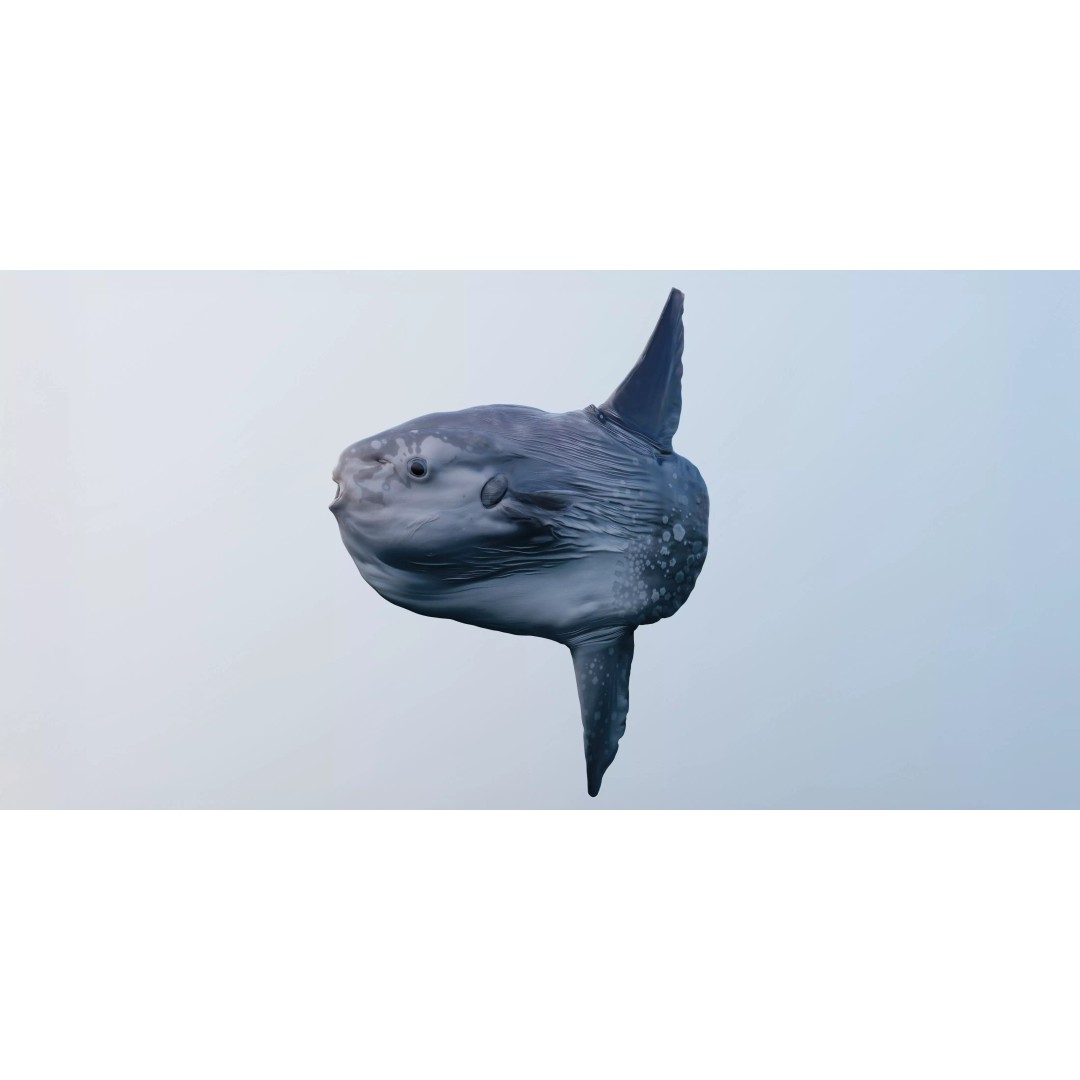 Ocean Sunfish 3D Model – Ultra-High Detail PBR Asset for VFX - View 5