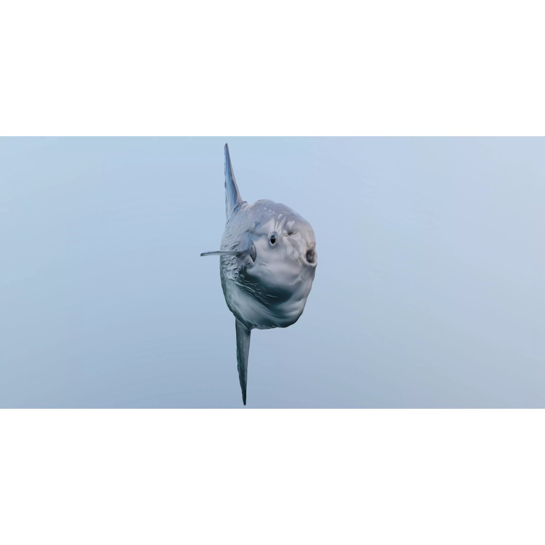 Ocean Sunfish 3D Model – Ultra-High Detail PBR Asset for VFX - View 6