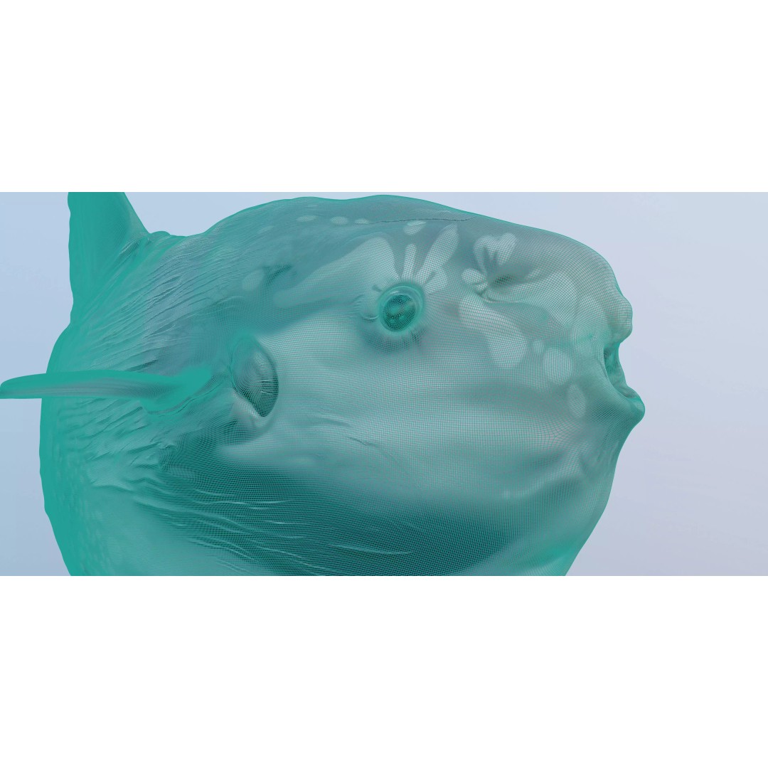 Ocean Sunfish 3D Model – Ultra-High Detail PBR Asset for VFX - View 7