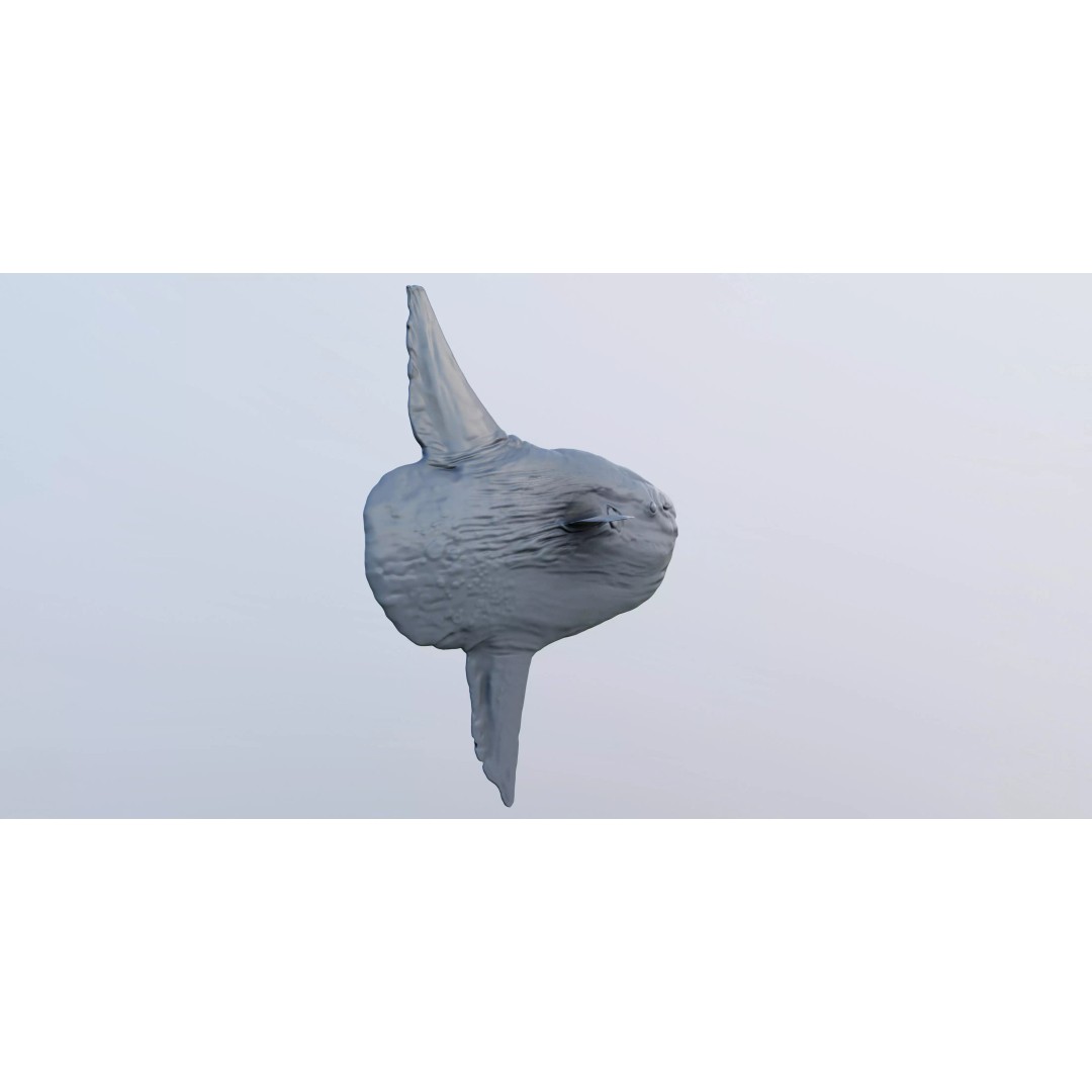 Ocean Sunfish 3D Model – Ultra-High Detail PBR Asset for VFX - View 8