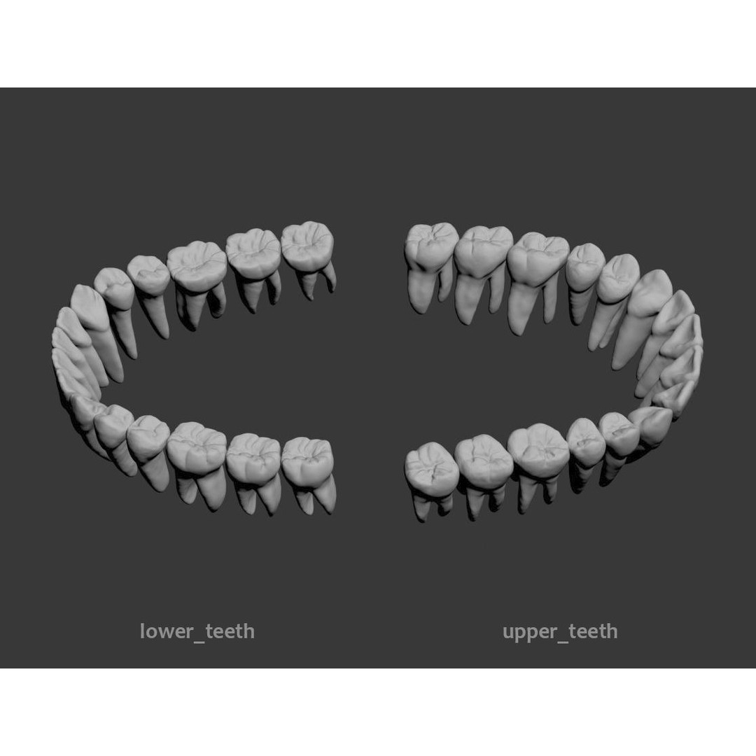 Dental 3D Model – High Poly Scanned Teeth for Rendering and 3D Printing - View 10