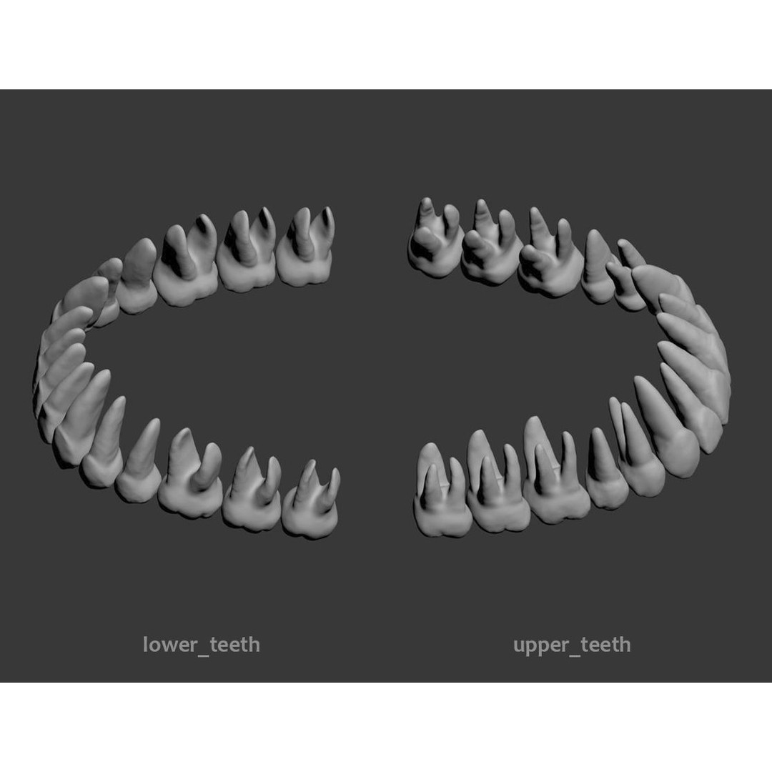 Dental 3D Model – High Poly Scanned Teeth for Rendering and 3D Printing - View 11