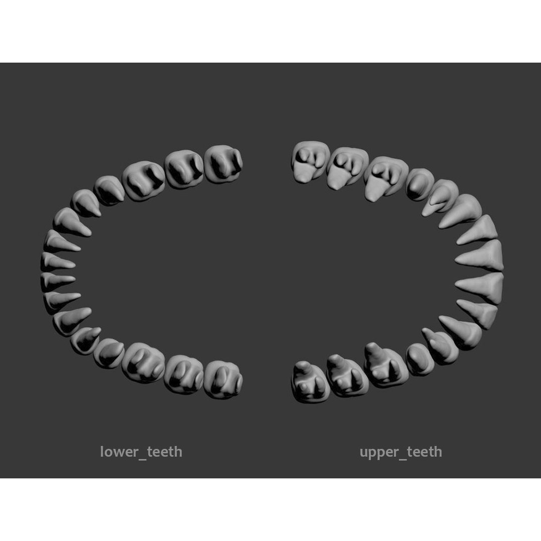 Dental 3D Model – High Poly Scanned Teeth for Rendering and 3D Printing - View 12