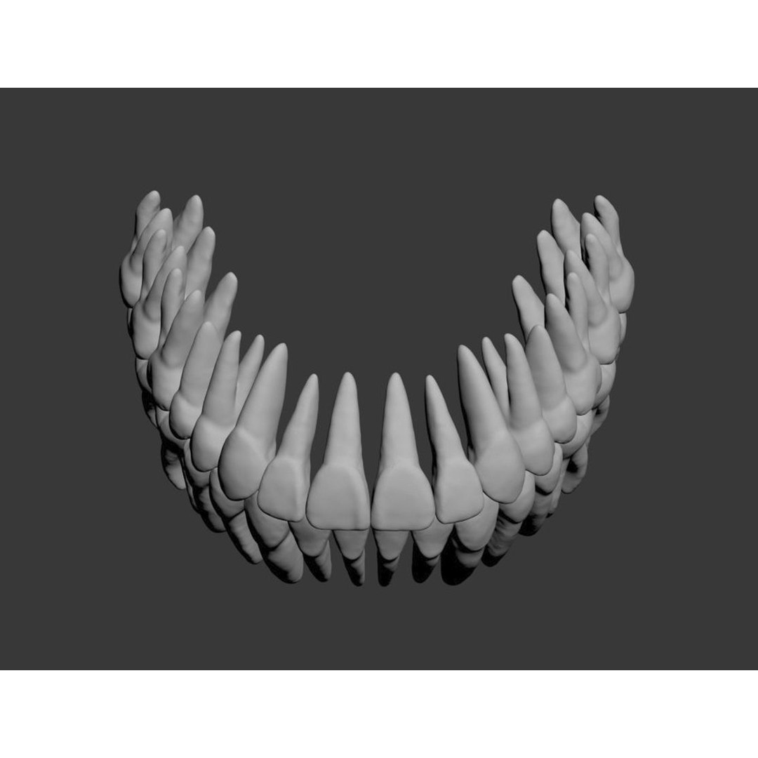 Dental 3D Model – High Poly Scanned Teeth for Rendering and 3D Printing - View 14
