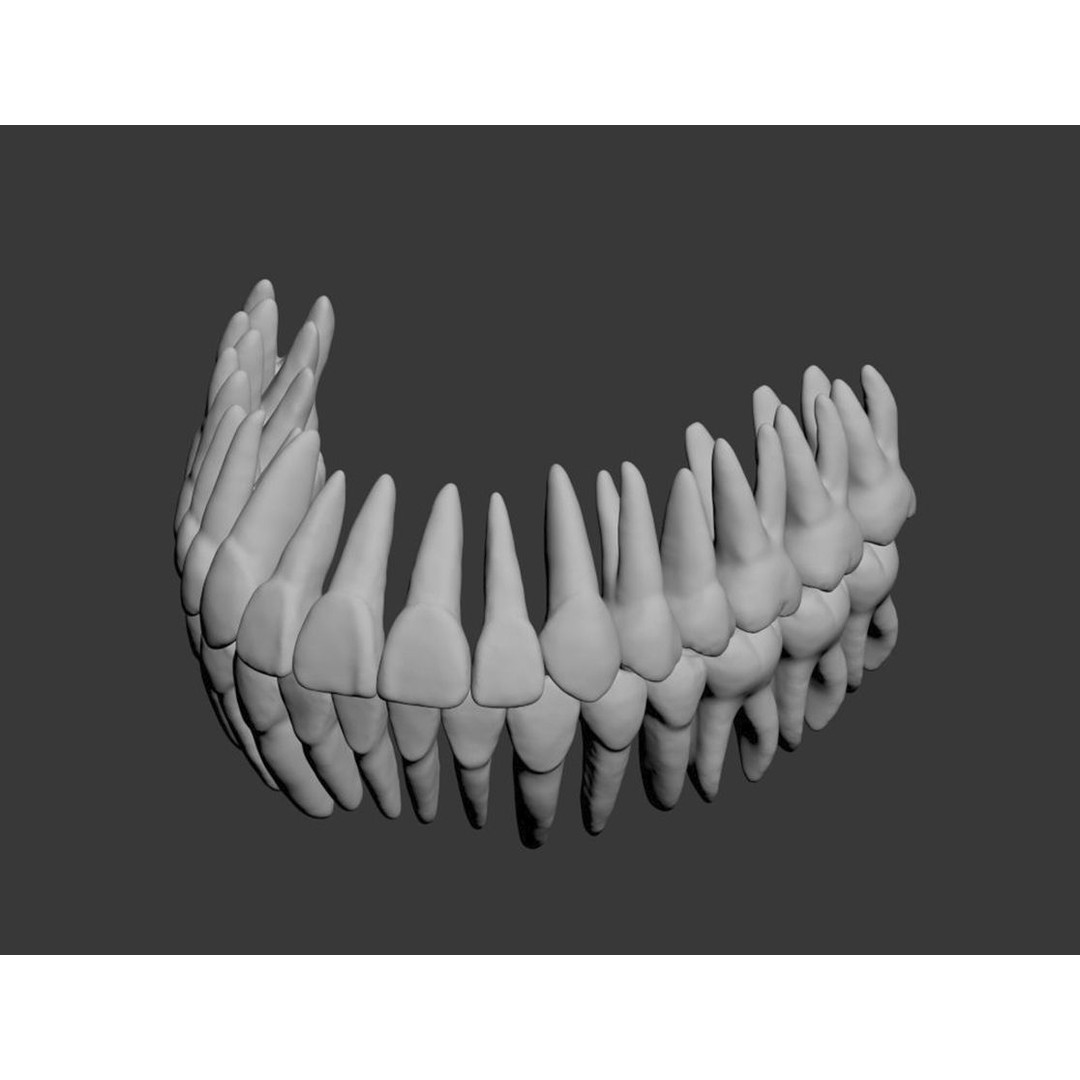 Dental 3D Model – High Poly Scanned Teeth for Rendering and 3D Printing - View 15