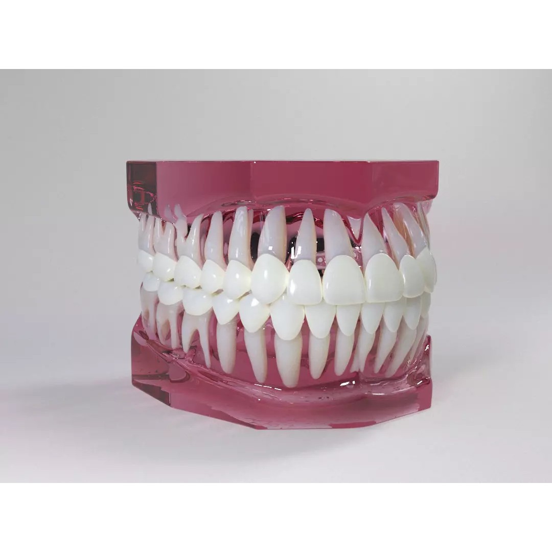 Dental 3D Model – High Poly Scanned Teeth for Rendering and 3D Printing - View 2