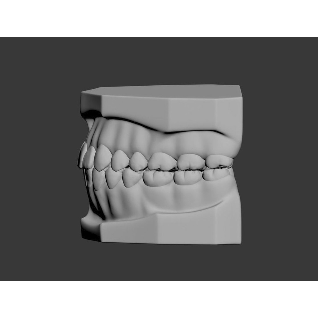 Dental 3D Model – High Poly Scanned Teeth for Rendering and 3D Printing - View 20