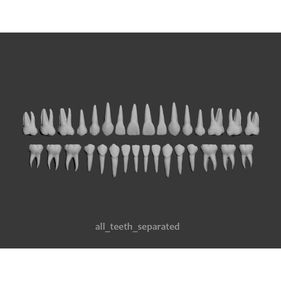 Dental 3D Model – High Poly Scanned Teeth for Rendering and 3D Printing - View 3