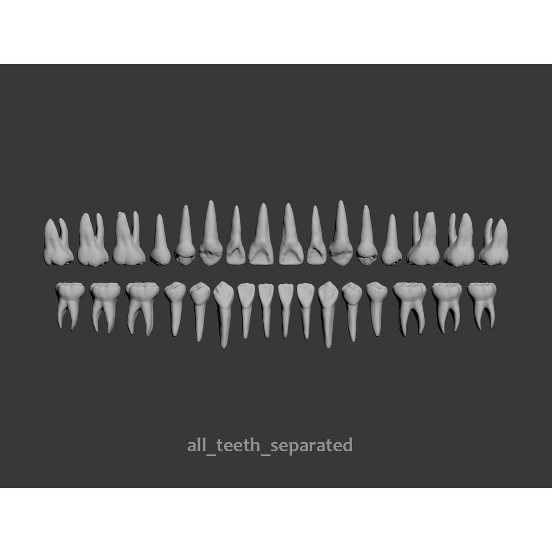 Dental 3D Model – High Poly Scanned Teeth for Rendering and 3D Printing - View 4