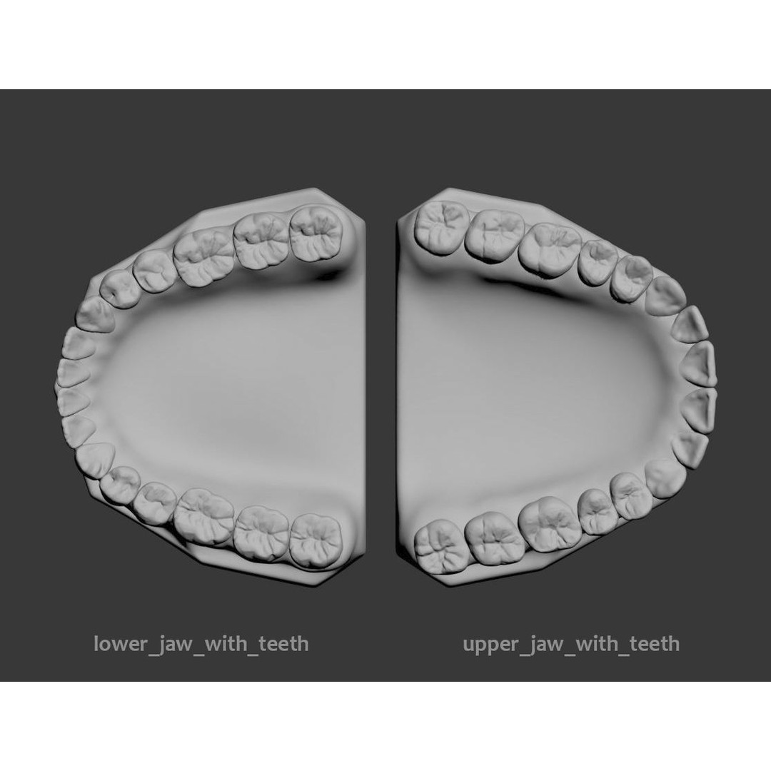 Dental 3D Model – High Poly Scanned Teeth for Rendering and 3D Printing - View 5