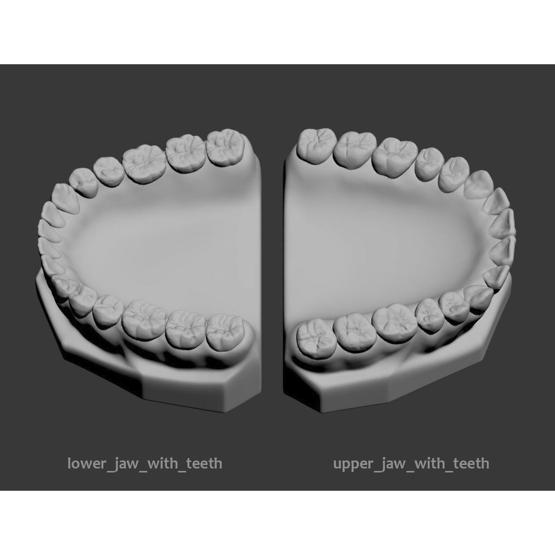 Dental 3D Model – High Poly Scanned Teeth for Rendering and 3D Printing - View 6
