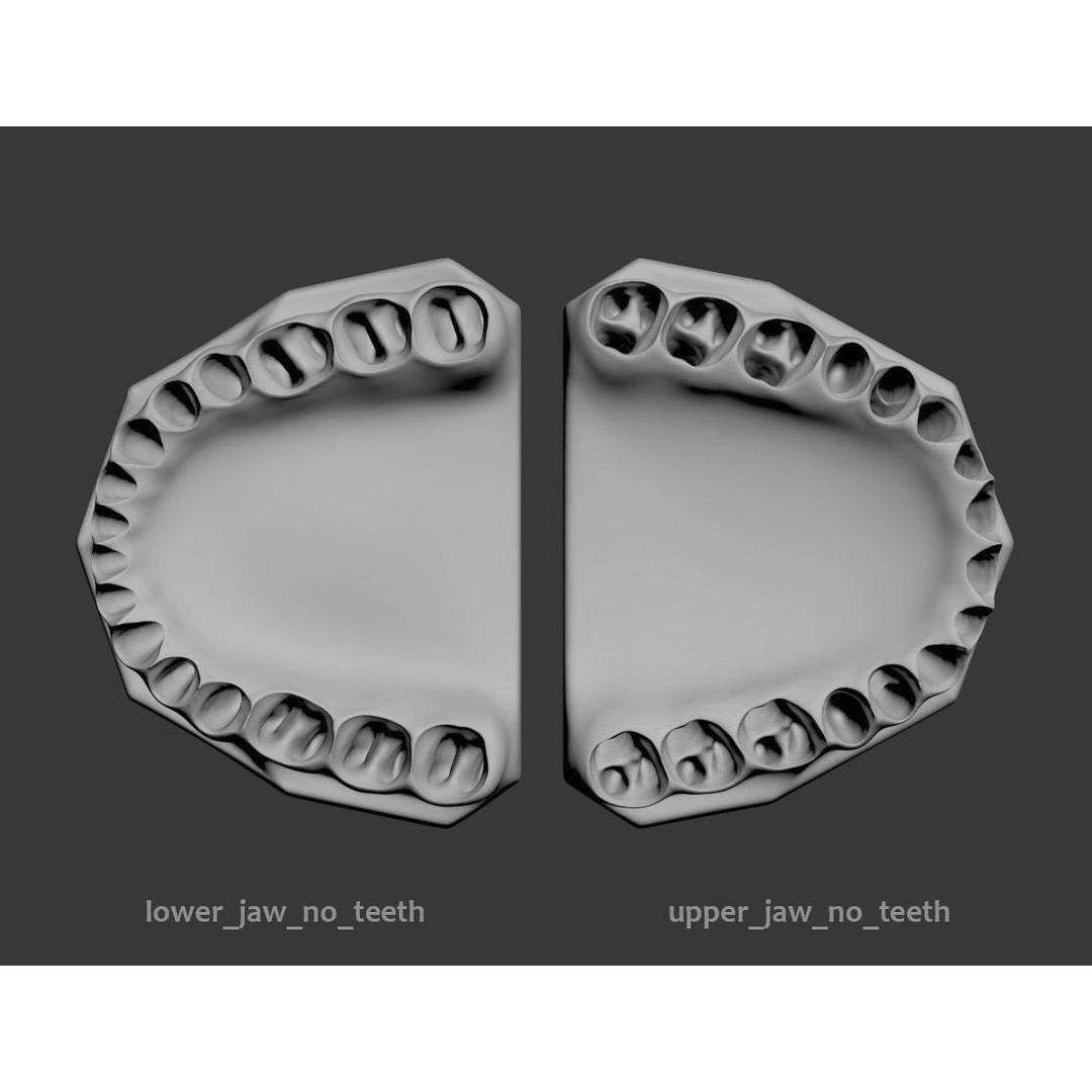 Dental 3D Model – High Poly Scanned Teeth for Rendering and 3D Printing - View 7