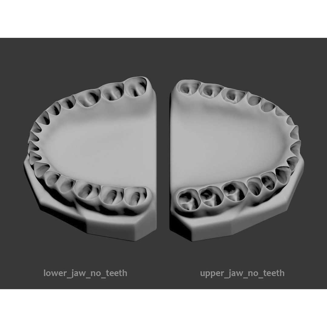 Dental 3D Model – High Poly Scanned Teeth for Rendering and 3D Printing - View 8