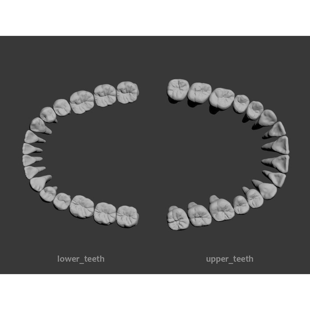 Dental 3D Model – High Poly Scanned Teeth for Rendering and 3D Printing - View 9