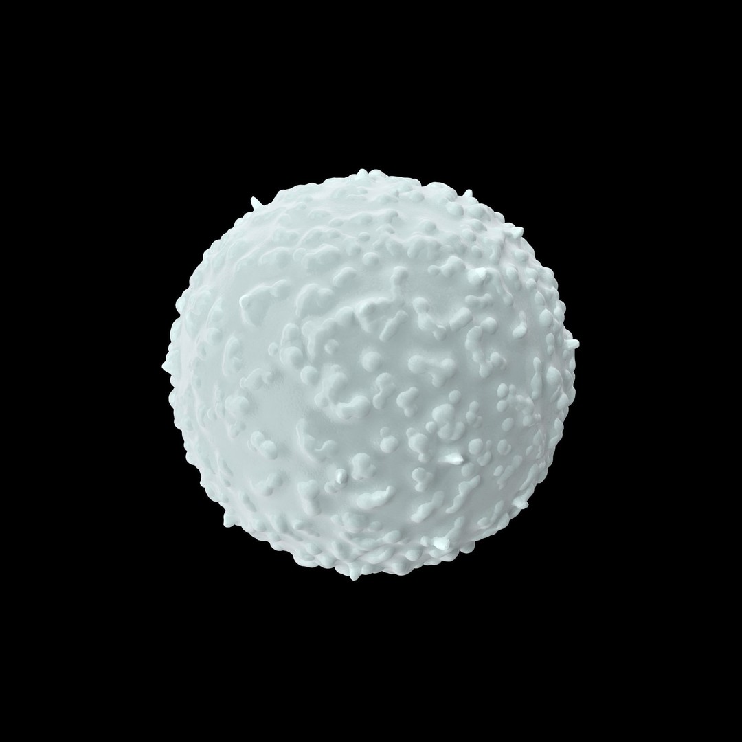 White Blood Cell 3D Model – Low Poly Medical Asset, FBX, OBJ - View 10
